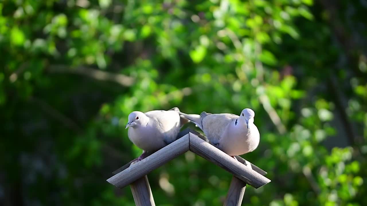 一对戴项圈的鸽子在喂鸟器屋顶上吃东西视频素材