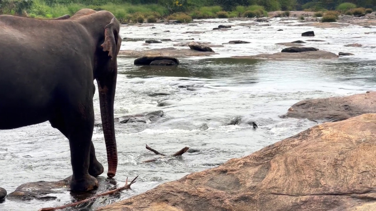 孤独的小象慢慢地走在河岸上。斯里兰卡象是亚洲象的一个亚种。平纳瓦拉大象孤儿院的4K镜头。视频素材