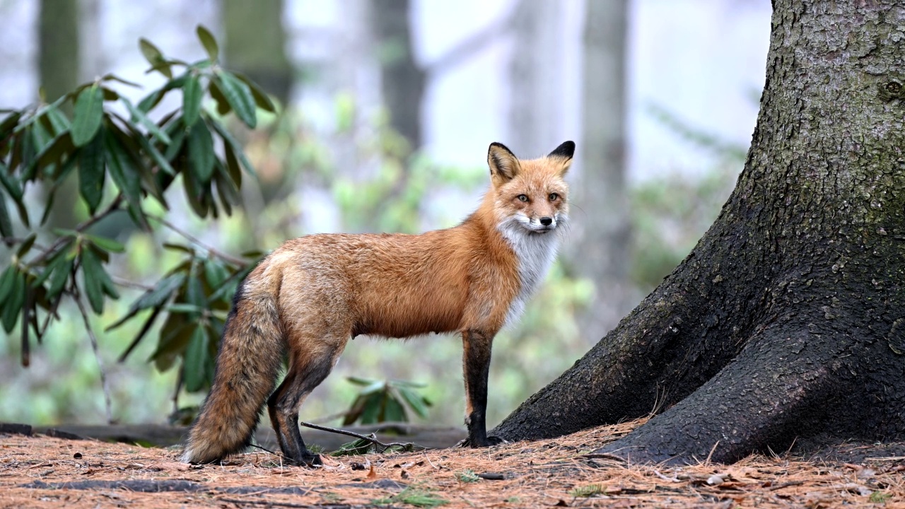 赤狐在野外，是雌性动物视频下载