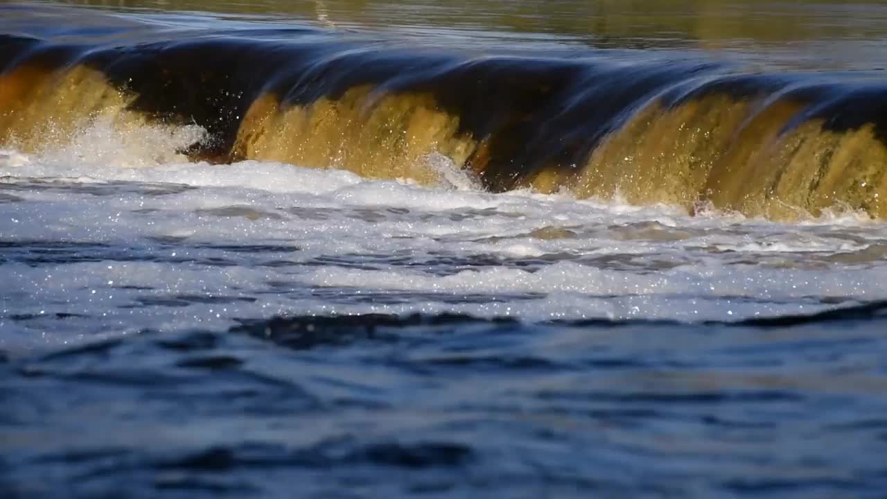 鱼往上游产卵。Vimba跳上了Venta河的瀑布。Kuldiga,拉脱维亚。视频素材