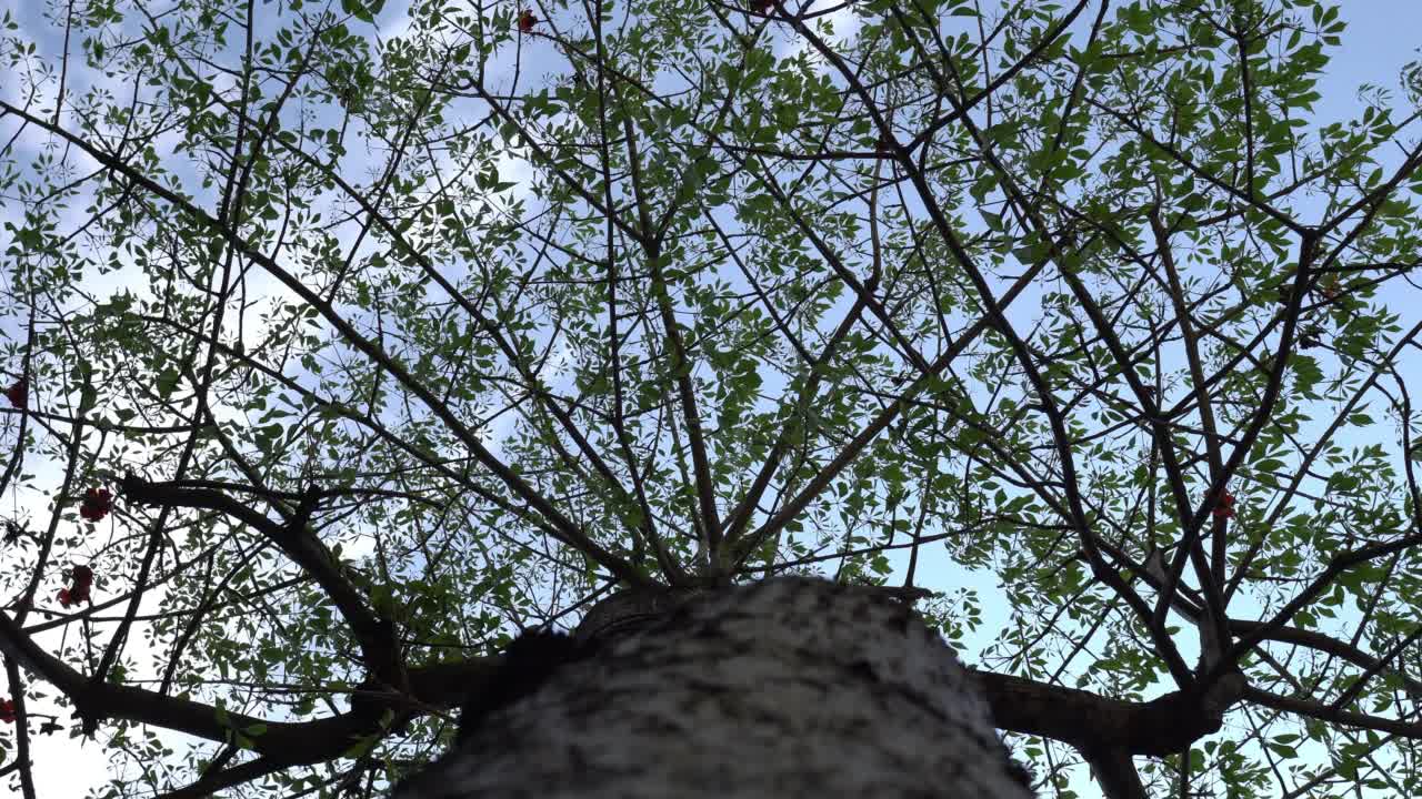 春天里，有树叶的树的特写，背景是蓝天。查找。主题在中间。视频下载