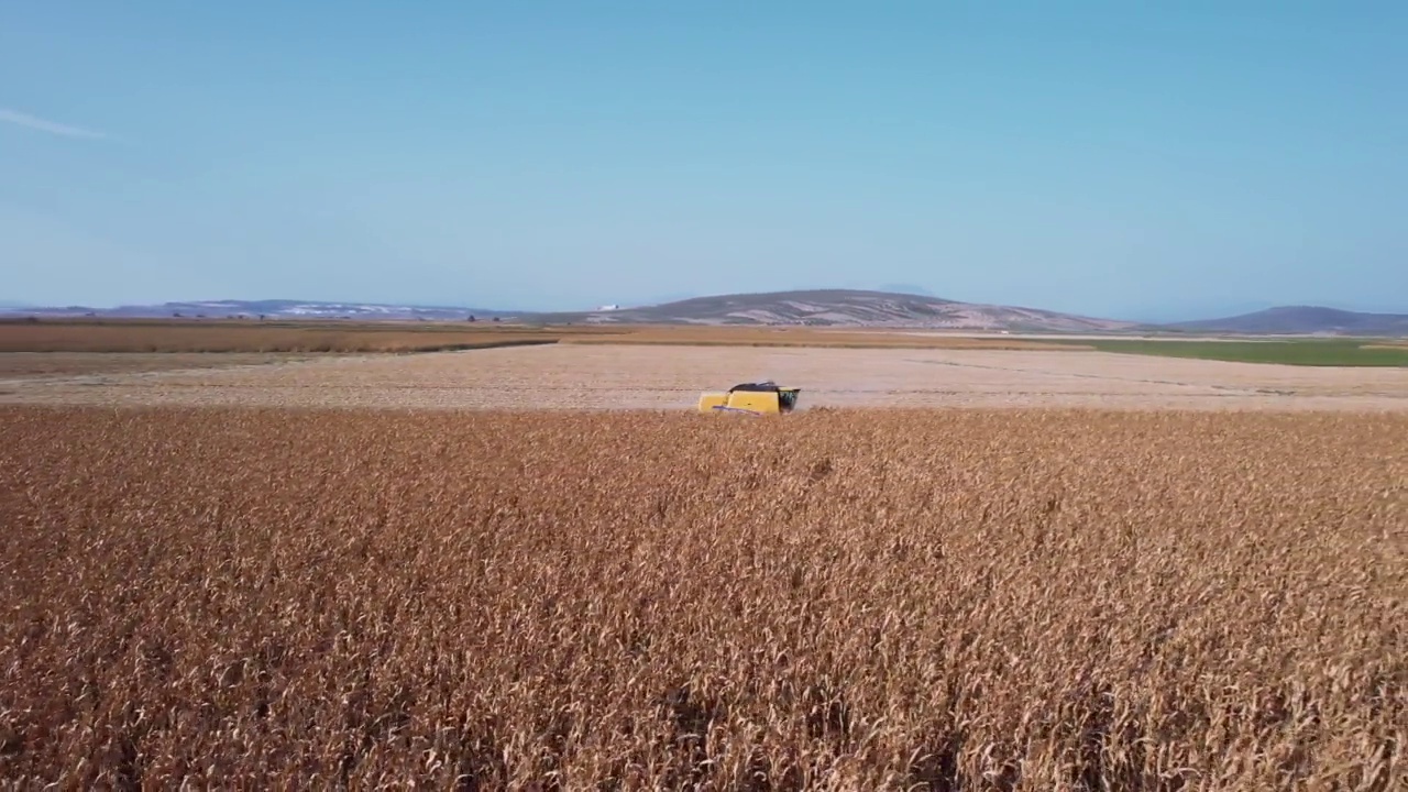无人机拍摄的高空下降的联合收割机与一个螺旋和谷物坦克驾驶通过玉米田在收获。农业和食品工业视频素材