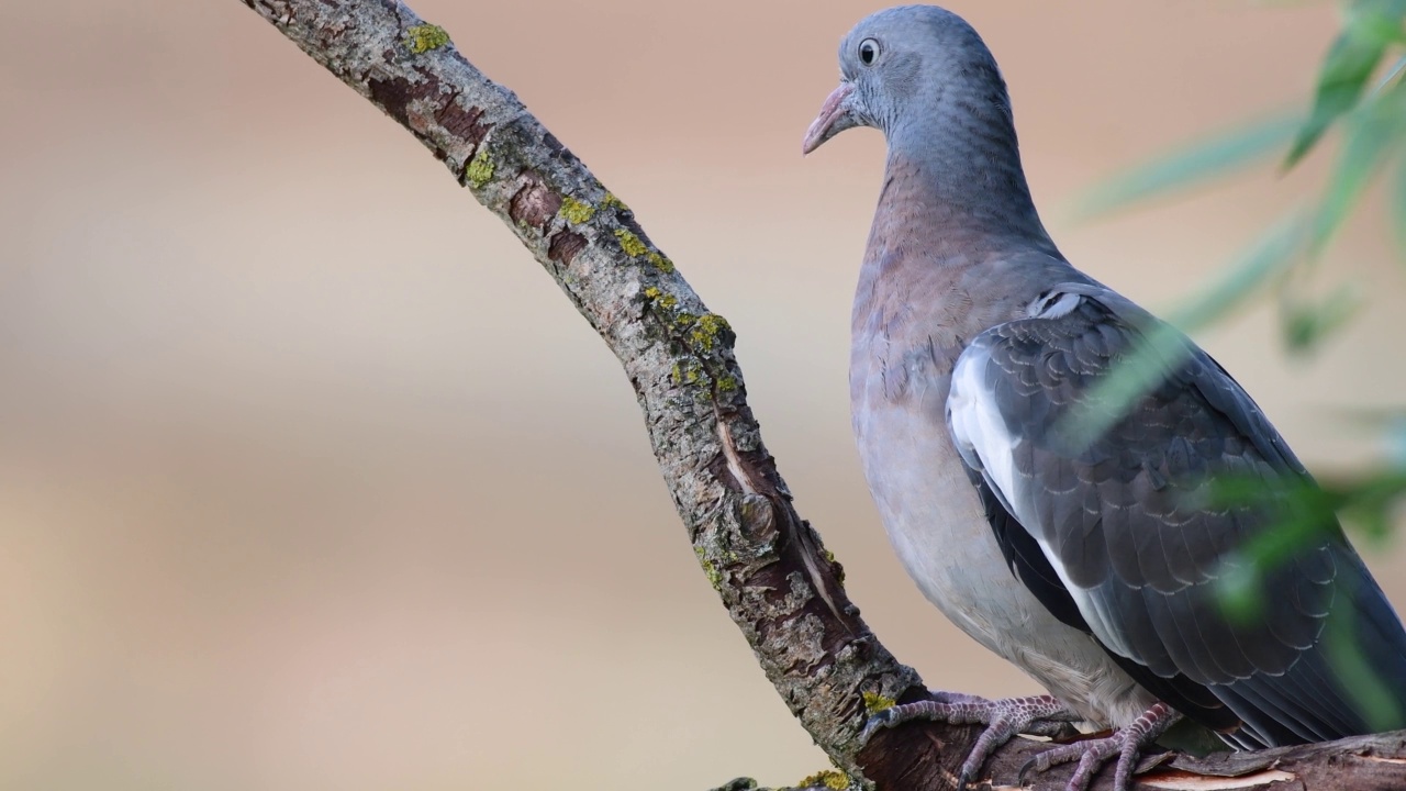 普通的林鸽，栖息在树上，在野外视频素材
