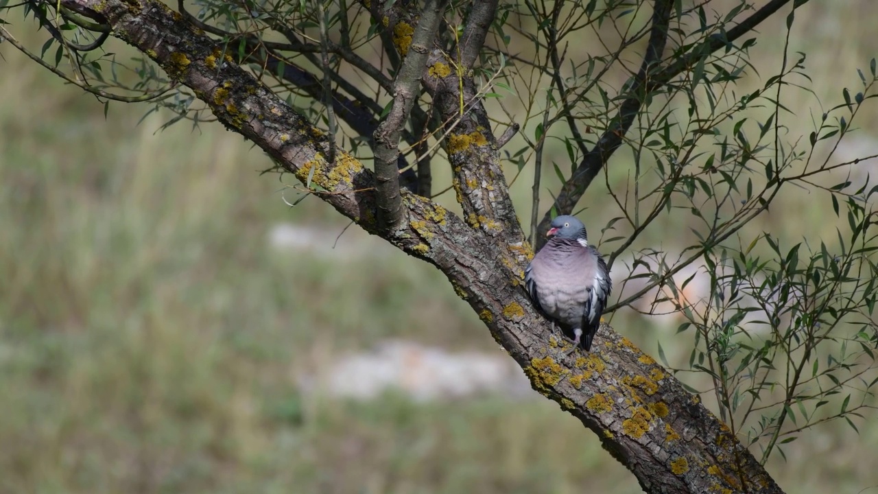 普通的林鸽，栖息在树上，在野外视频素材