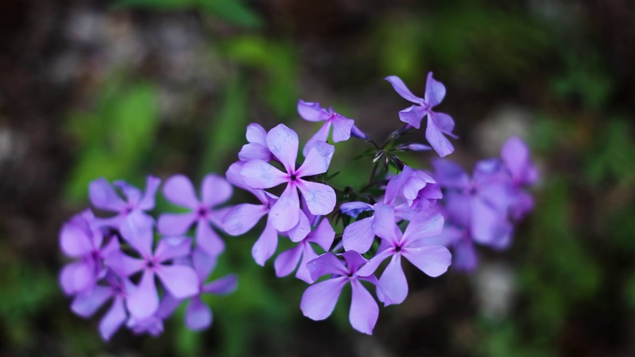 紫色的花朵在风中摇曳视频素材