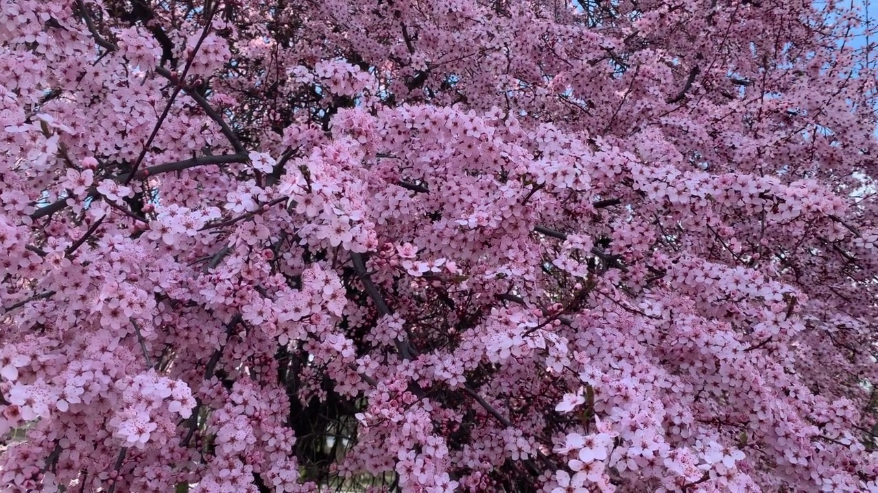 春天粉红色的花视频素材