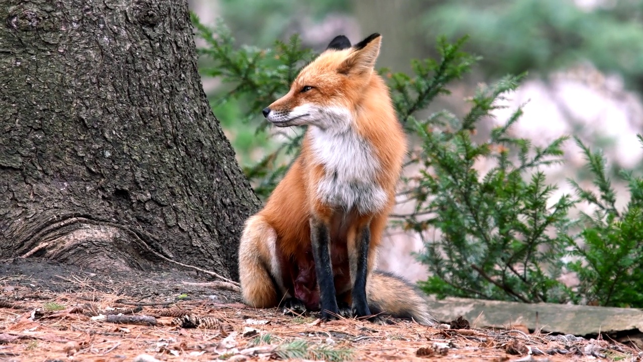 赤狐在野外，是雌性动物视频下载