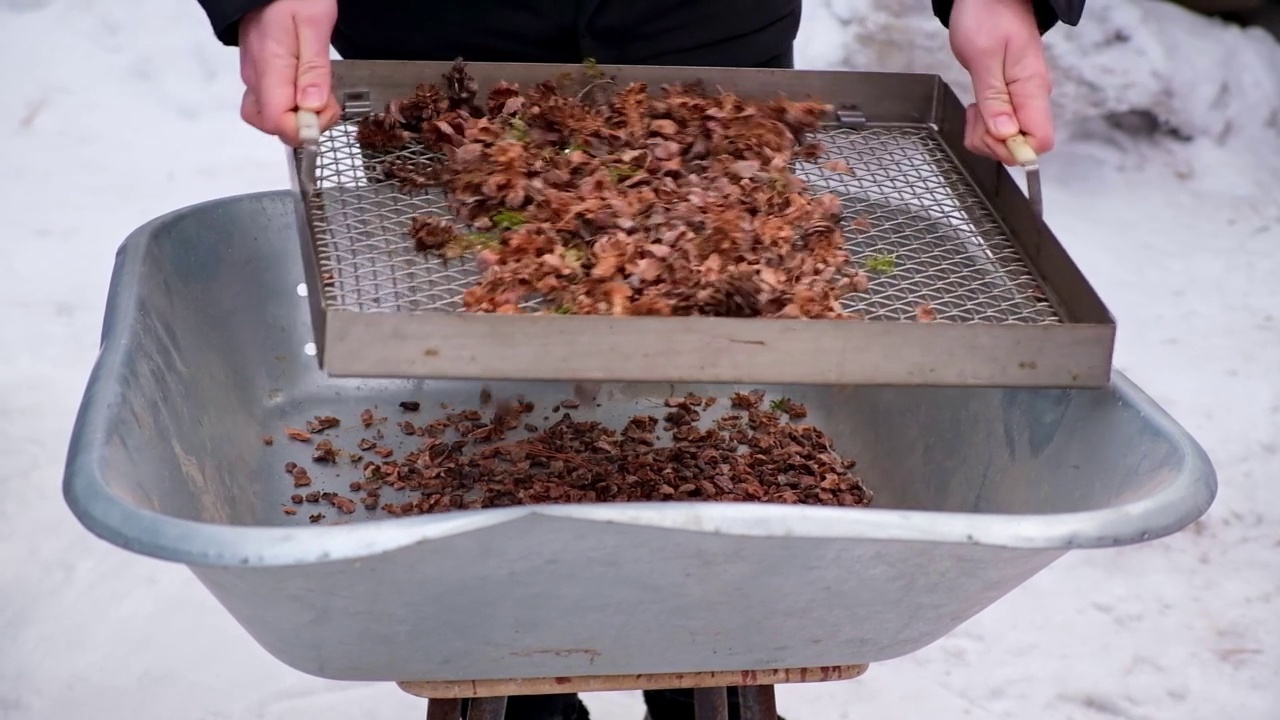 人们从大碎片中筛选坚果，从西伯利亚松果中提取雪松坚果。视频素材