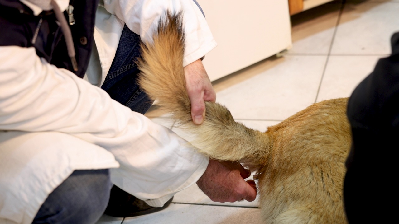 雄性兽医，用体温计测量狗的肛门温度视频下载