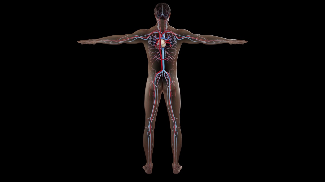 人体解剖学，肌肉，器官，骨骼。3d渲染，3d解剖图谱视频下载