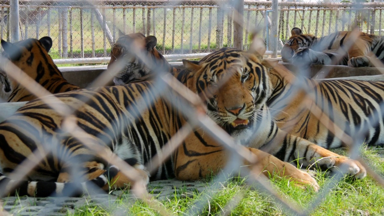 特写条纹老虎坐在草地在笼子在动物园-曼谷，泰国视频下载