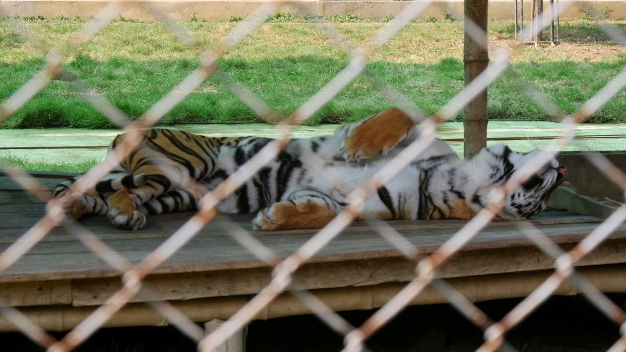 泰国曼谷动物园，老虎躺在笼子里的木凳上的特写镜头视频素材