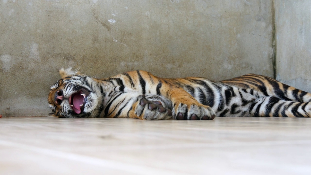 泰国曼谷，老虎幼崽在动物园地板上睡觉的照片视频下载