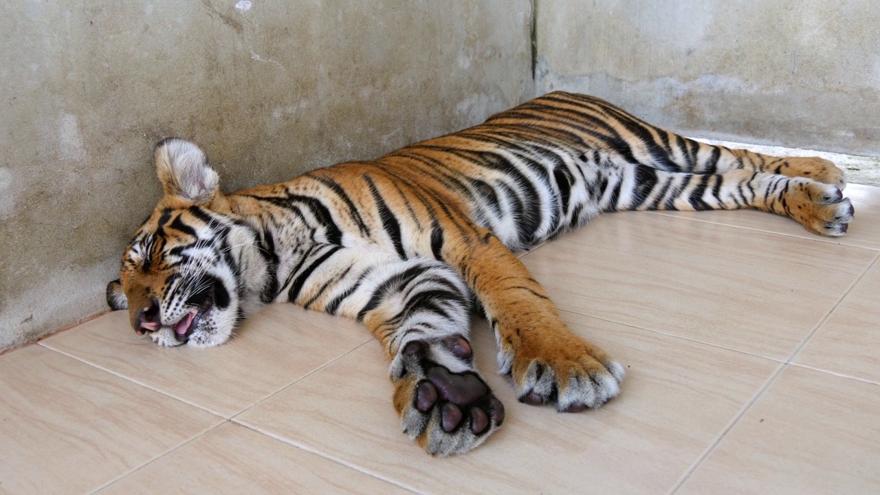 泰国曼谷，动物园里熟睡的小老虎视频下载