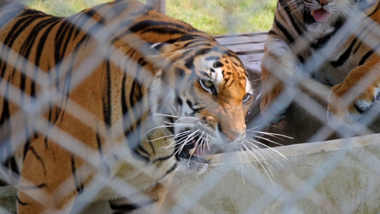 老虎在栅栏金属后面咆哮的特写镜头在动物园-曼谷，泰国视频素材