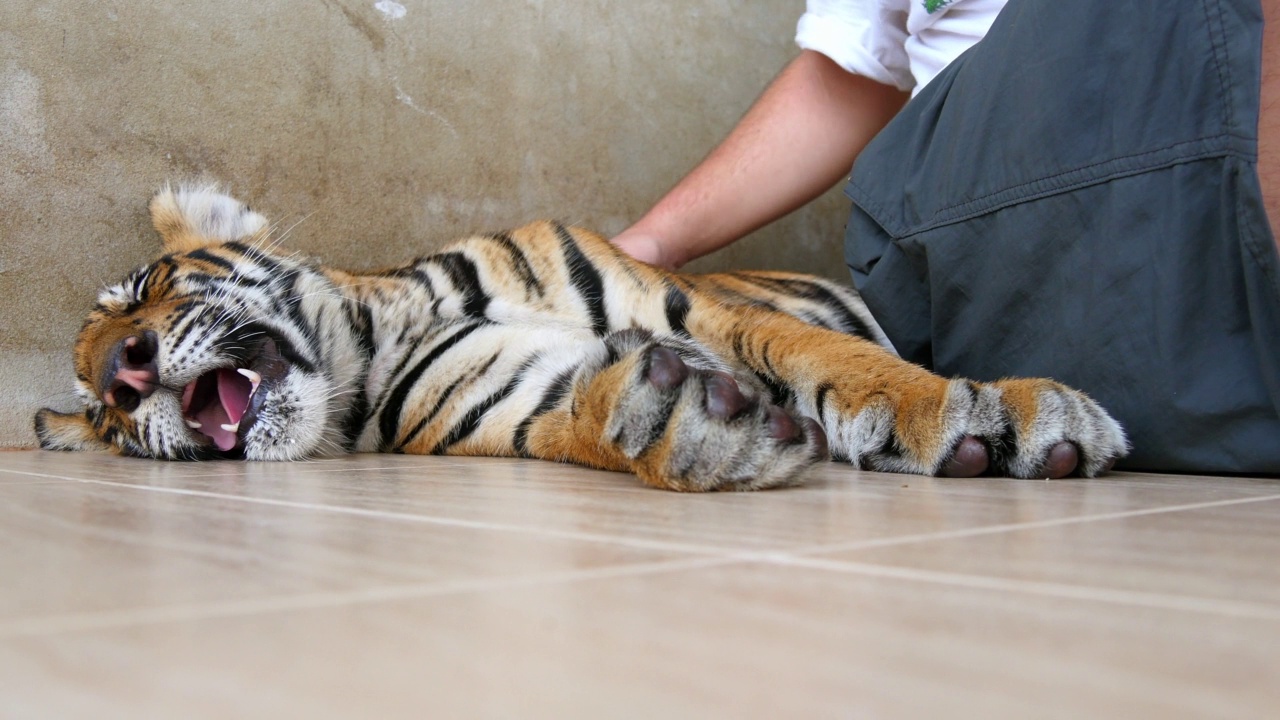 泰国曼谷，动物园里，雄性饲养员抚摸着熟睡的幼崽视频素材