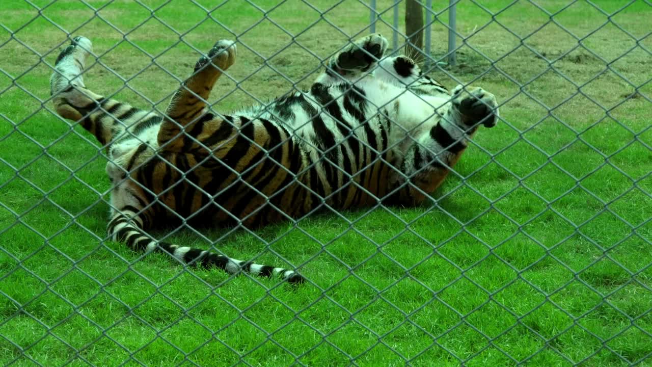 老虎躺在绿色草地在动物园栅-曼谷，泰国视频下载
