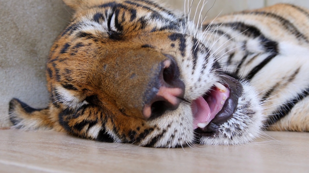 在泰国曼谷的动物园里，小老虎在地板上打盹的特写镜头视频下载