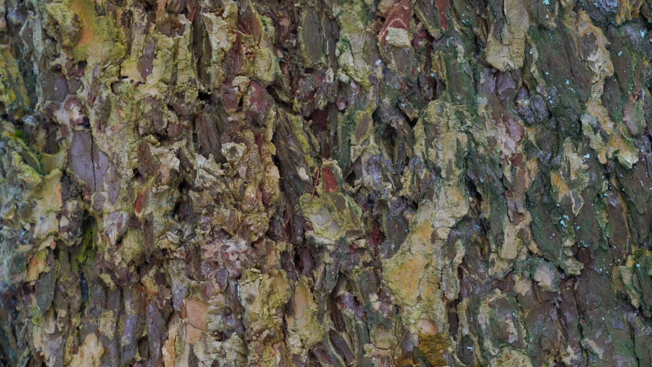 老树树干树皮背景在森林近距离观察视频素材