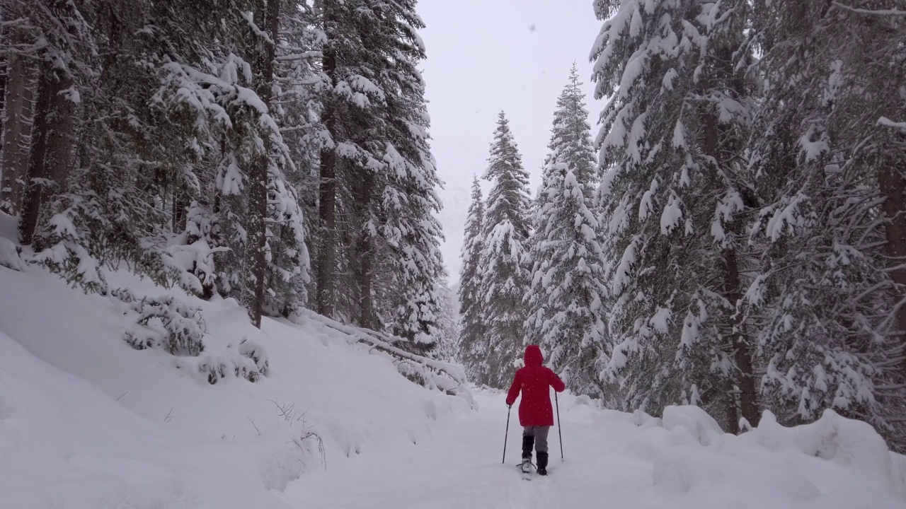 单身女人雪鞋在阿尔卑斯山冬季森林视频素材