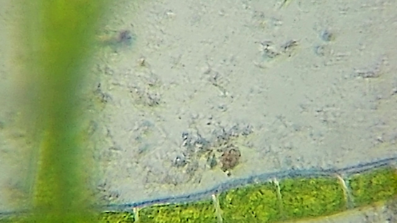 绿色苔藓细胞和显微镜下的微观生物。视频下载
