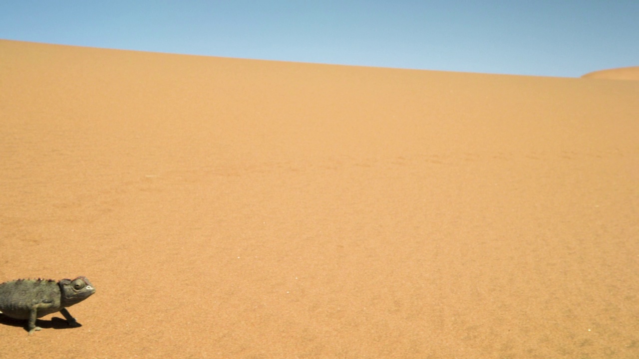 潘从变色龙到沙丘，纳米比亚。视频下载