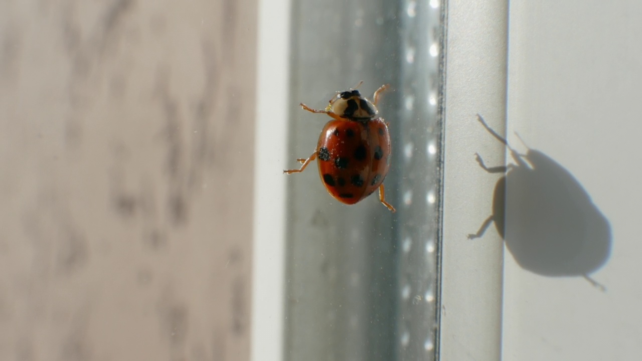瓢虫在公寓里，一只美丽的瓢虫沿着窗框爬行视频素材