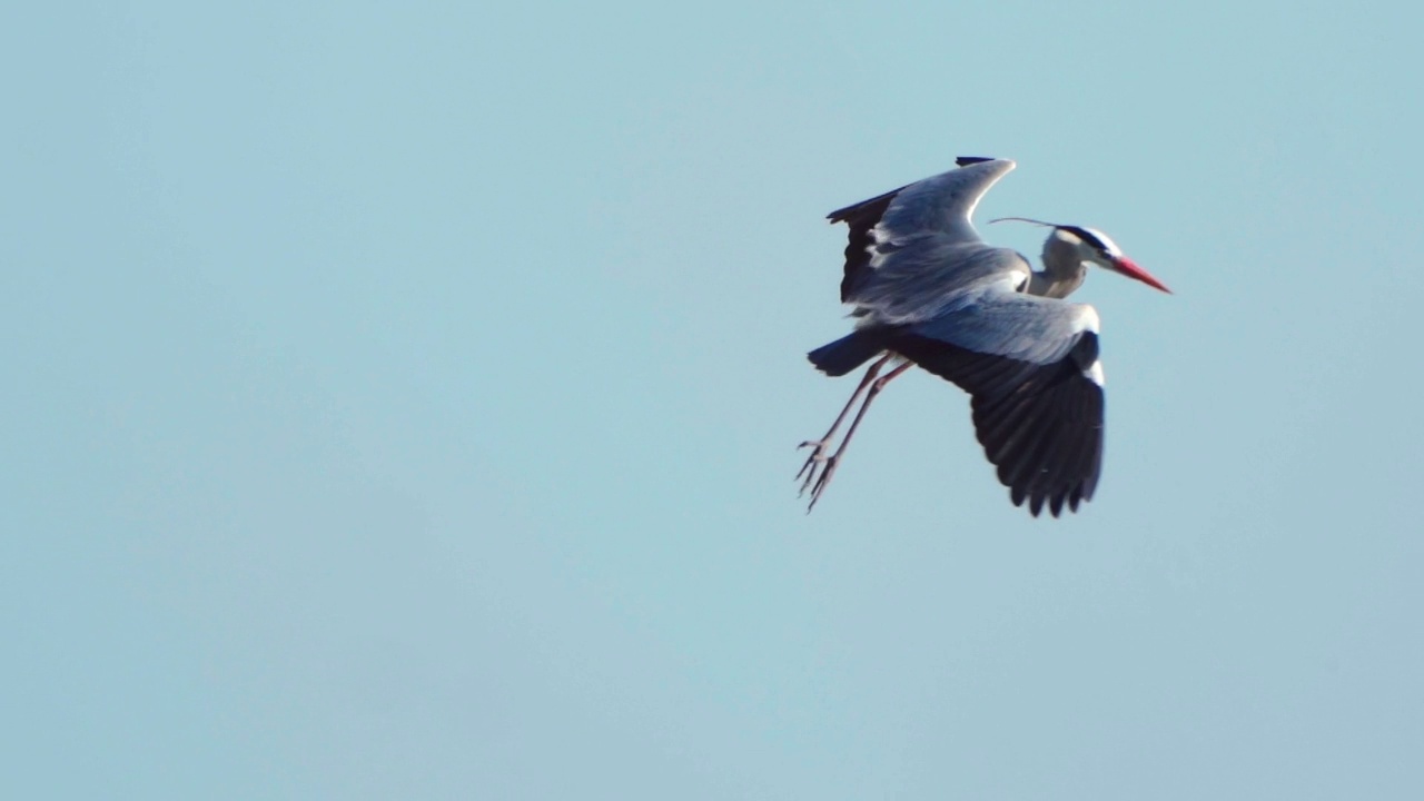 鹭飞行。苍鹭(Ardea cinerea)在晴朗的夏日傍晚在天空中飞翔。视频下载