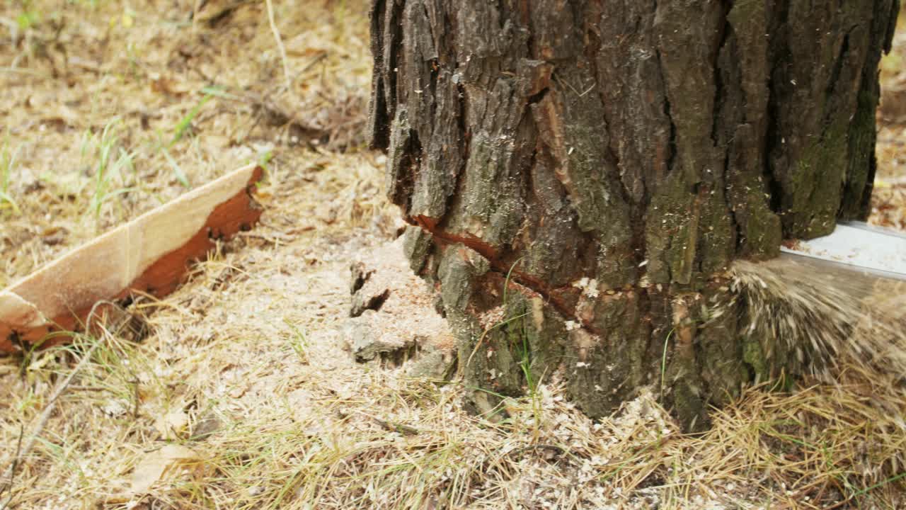 带防护装备的伐木工人，用链锯在森林里砍木柴木材视频下载