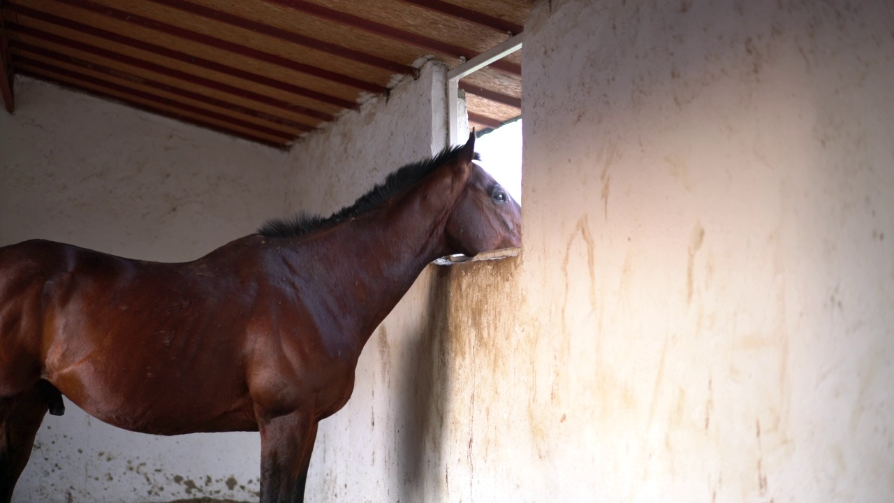 棕色的马从马厩的窗户往外看视频素材