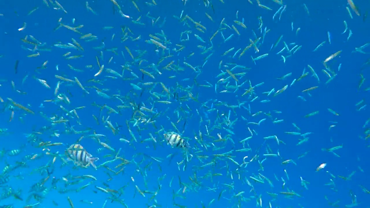 一大群小鱼在蔚蓝的海水里晒太阳。小鲱鱼、小圆鲱鱼或小鲱鱼(spratloides delicatulus)。4 k-60fps视频素材