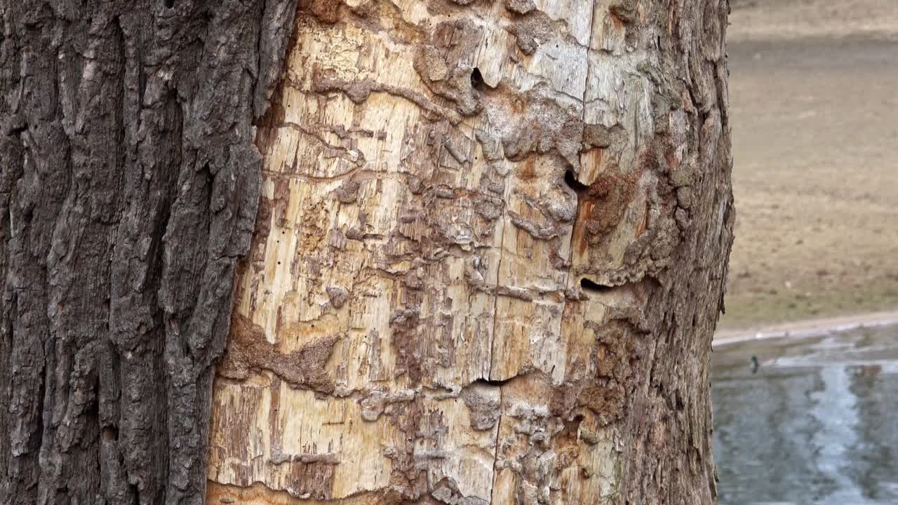 老树干。死树。近距离观察老树皮，生态概念。视频下载