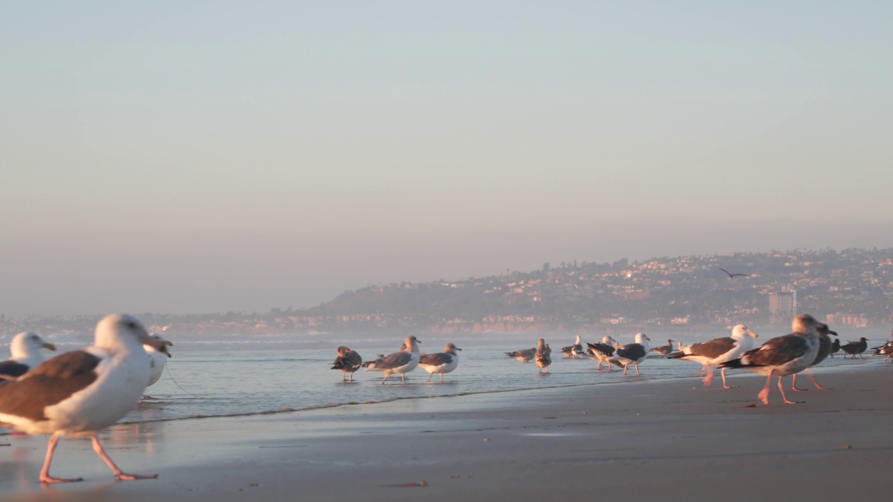 海鸥鸟在海滩上的海水，海浪在日落时在美国加州。视频素材