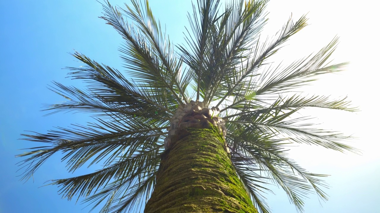 阳光明媚的蓝天下的棕榈树。开着相机的广角镜头视频下载