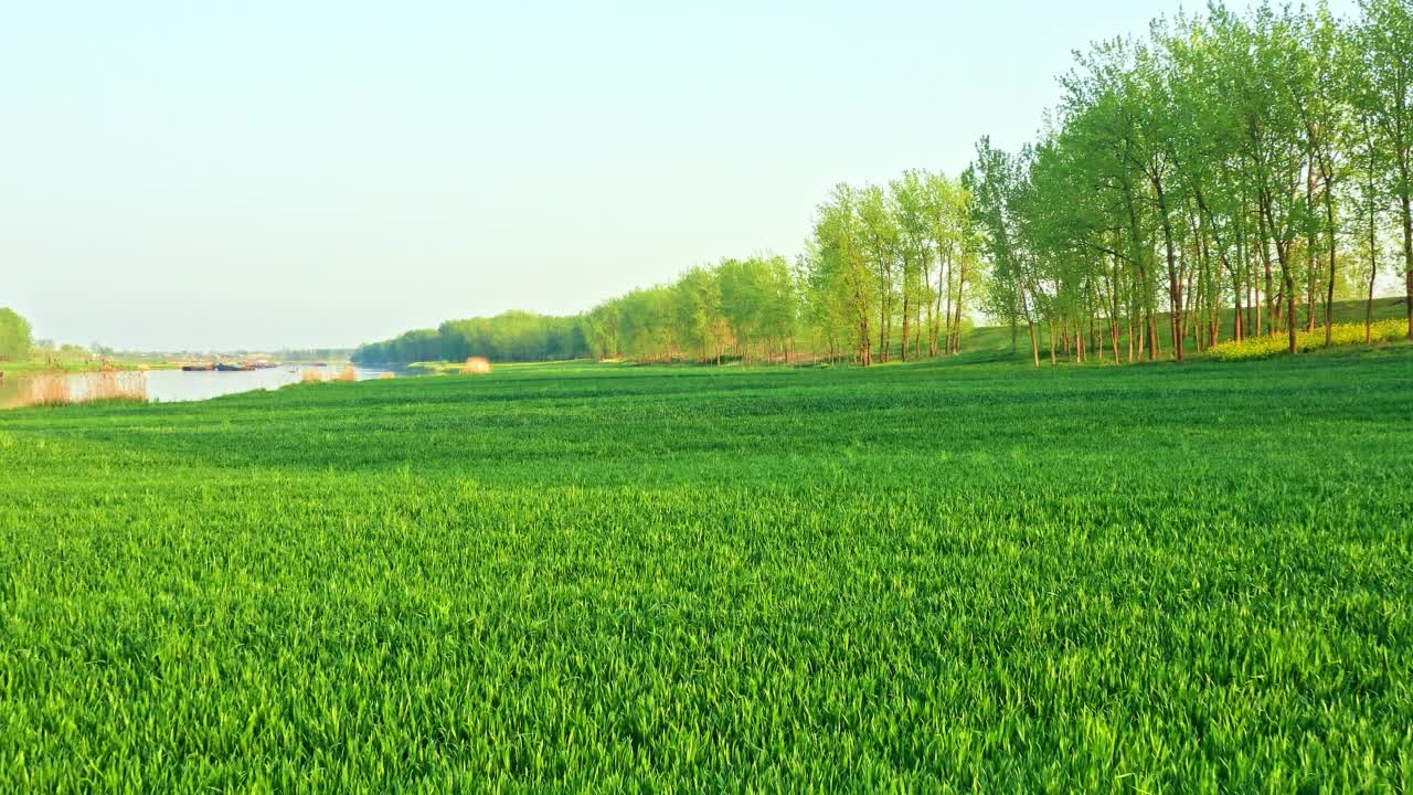 鸟瞰春天的绿色麦田和树木景观视频素材
