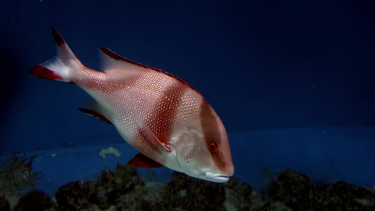 鱼类群落热带水下游泳视频下载