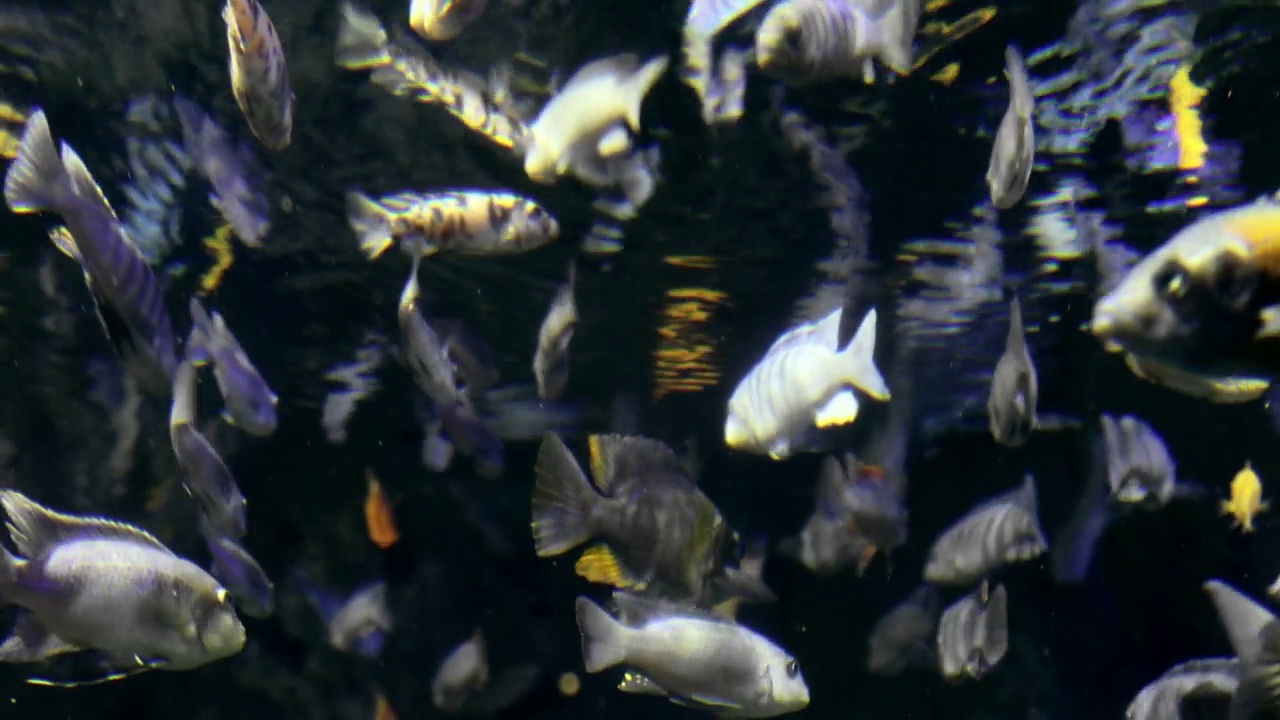 鱼类群落热带水下游泳视频下载
