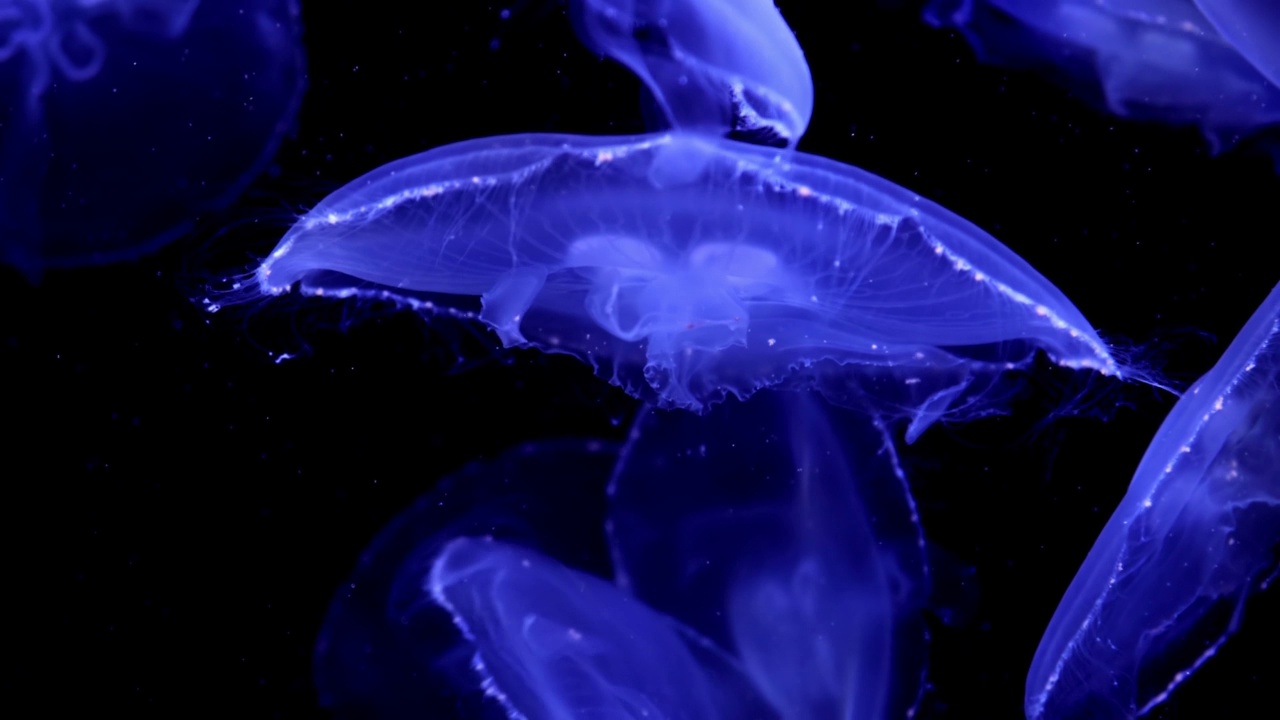 水母在蓝色月光的照耀下游泳视频下载