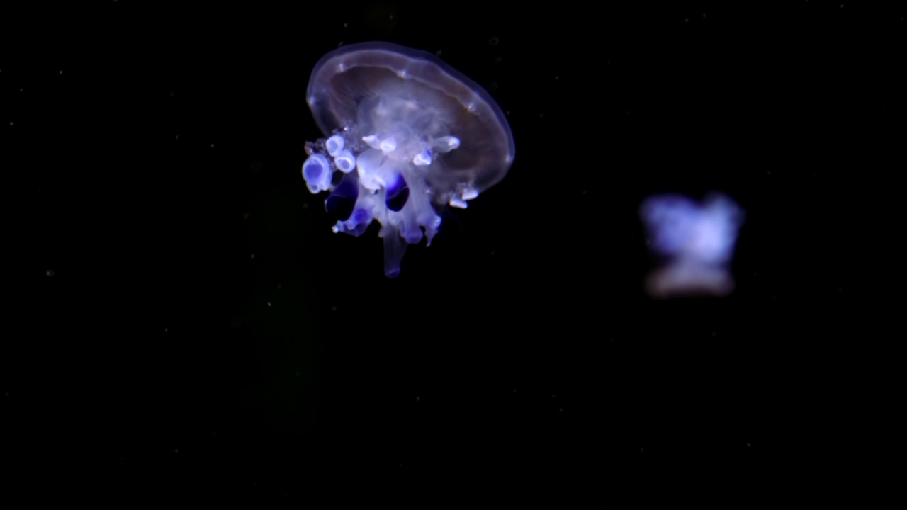 水母在蓝色月光的照耀下游泳视频下载