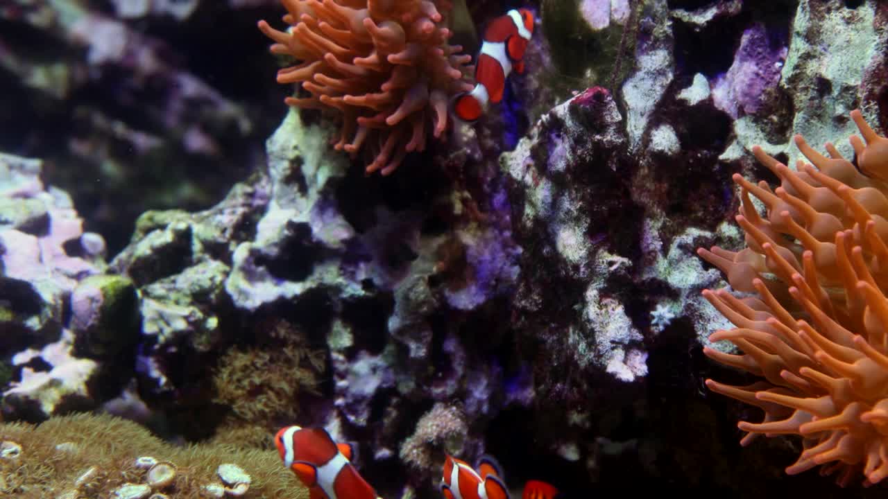 鱼群热带小丑在水下游泳视频下载
