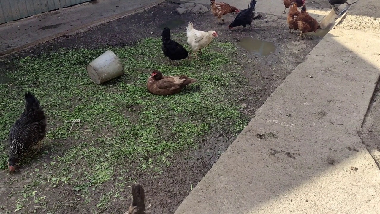 鸭子和鸡在农场的院子里走来走去视频素材