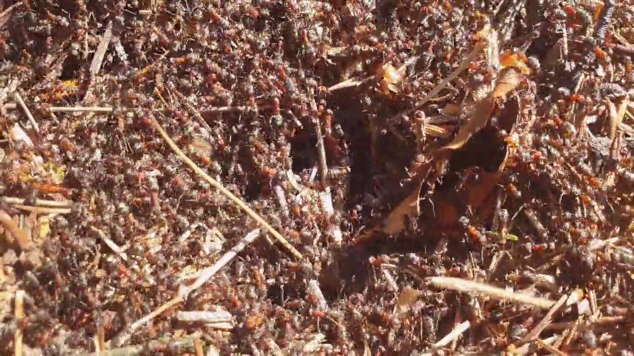 非常忙碌的大红蚂蚁在春天工作视频素材