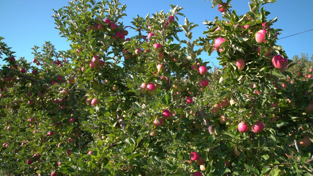 奥卡那根谷苹果园摄影车拍摄的4K超高清视频下载