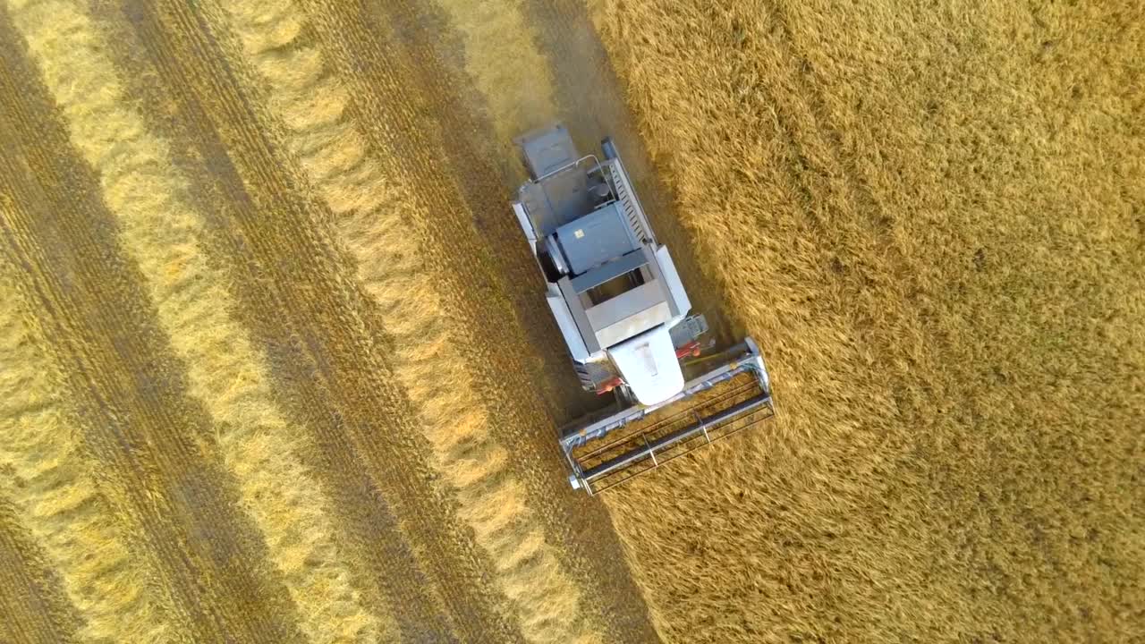 联合收割机收割小麦。收割地里的季节性工作视频素材