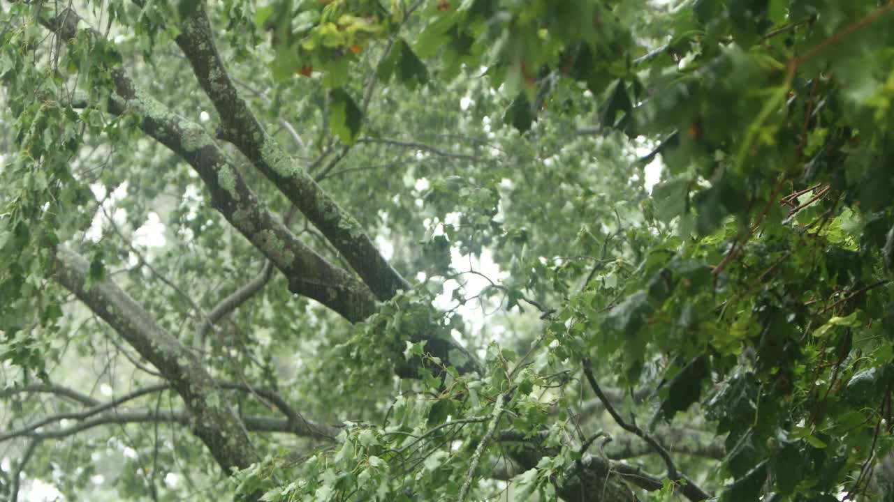 温和的飓风雨在郊区的院子-水平视频素材