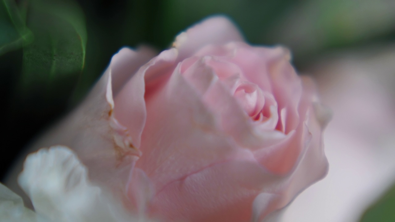 新鲜的浅粉色玫瑰花在花园的极端近观视频素材