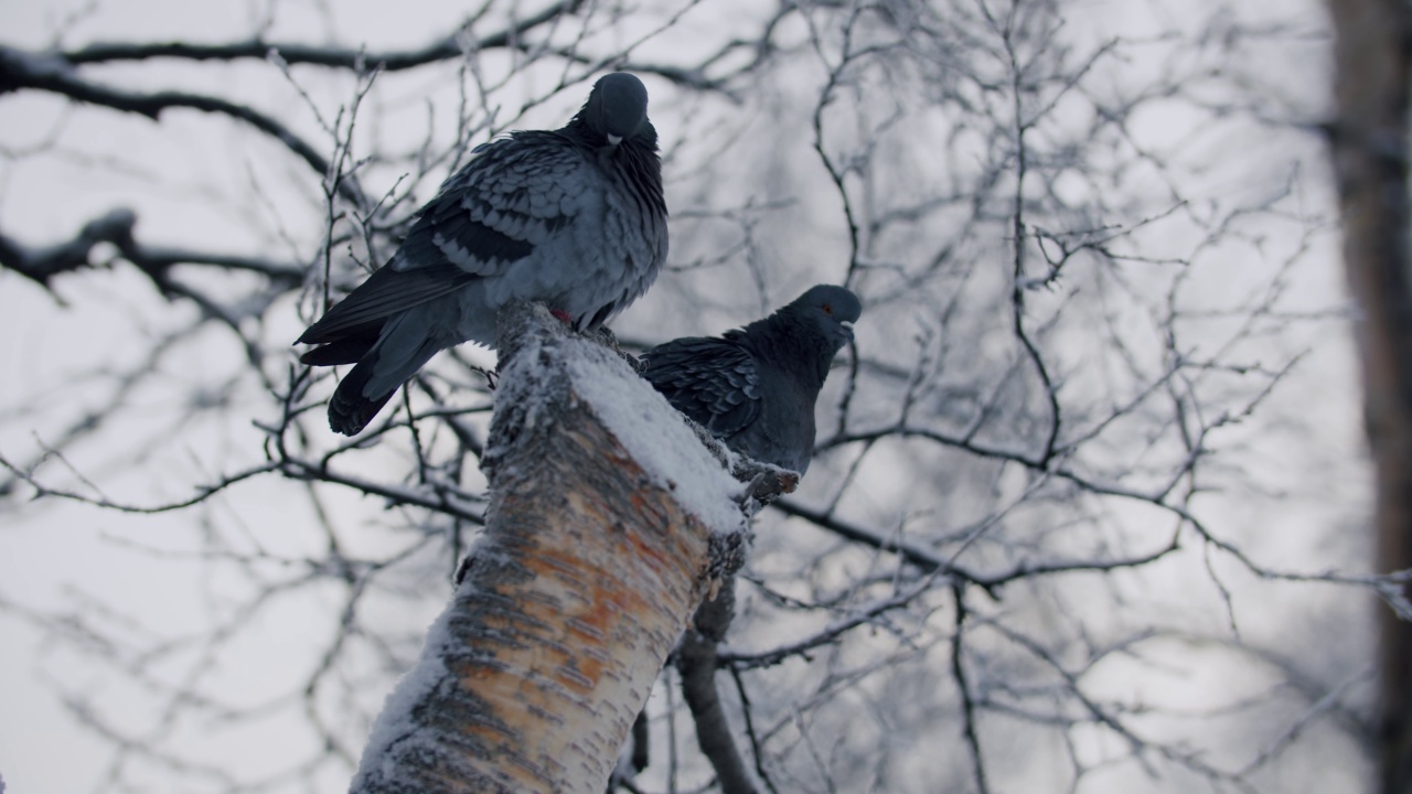 两只鸽子坐在白桦树上，清洁它们的羽毛视频素材