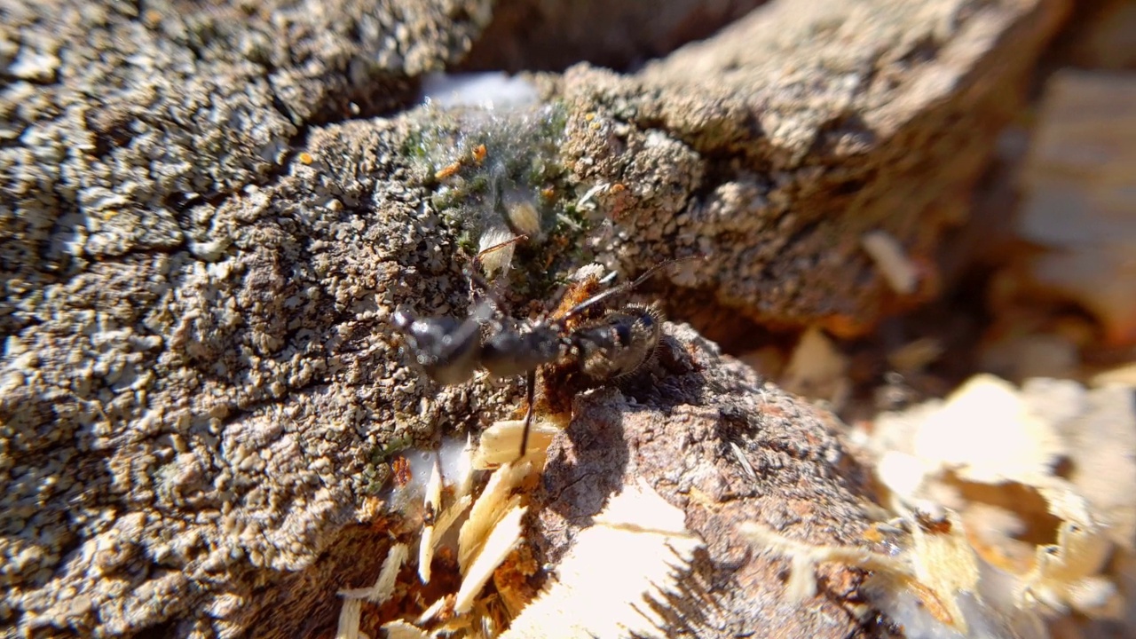 大黑蚂蚁在树上爬行，放大拍摄昆虫视频素材