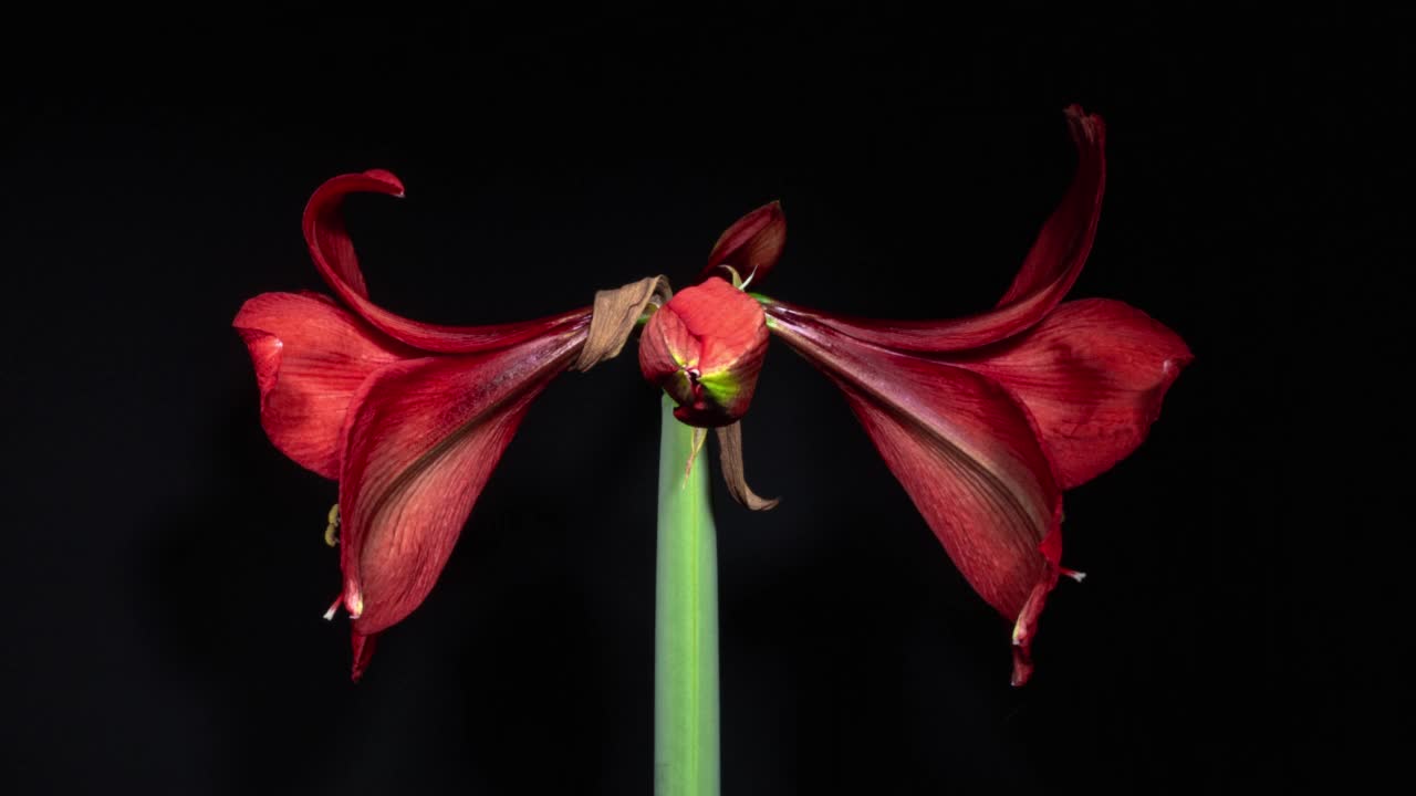红色的孤挺花蓓蕾在黑色背景上的时间流逝中打开。完美的春天植物齐peastrum在一段时间内快速成长。完美的室内植物视频素材
