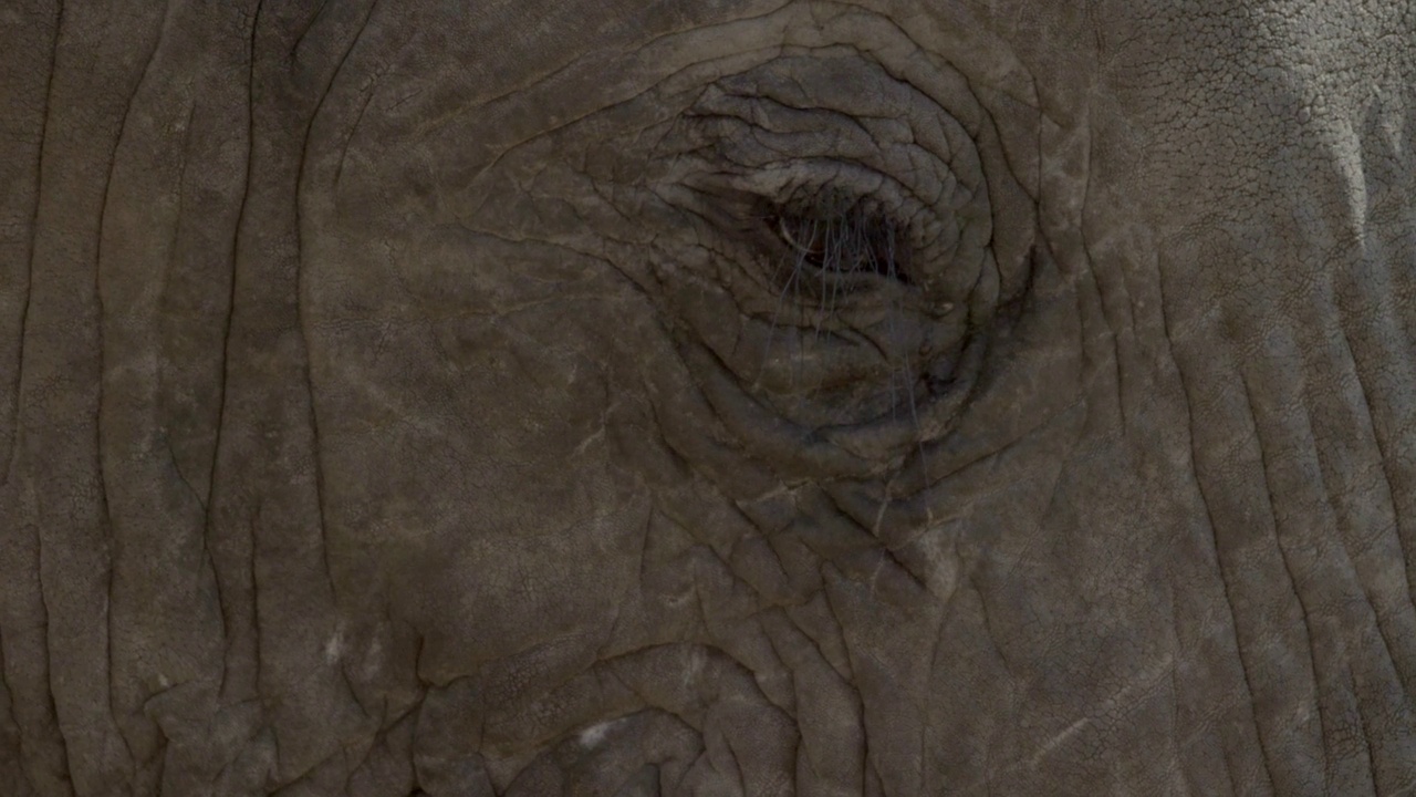 大象的眼睛特写视频素材